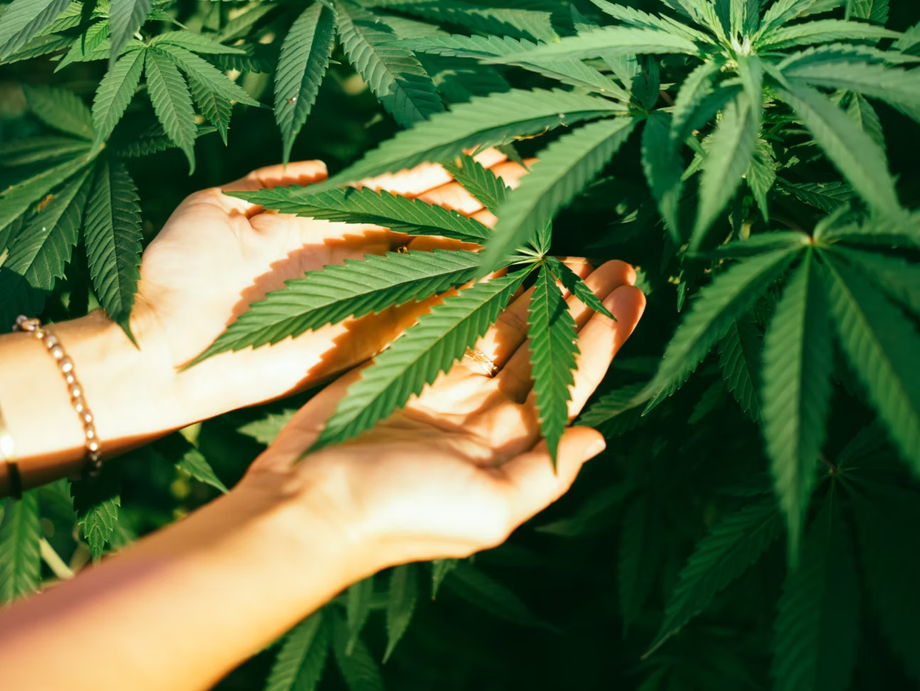 Hands with hemp leaf